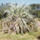 image of Butia capitata?