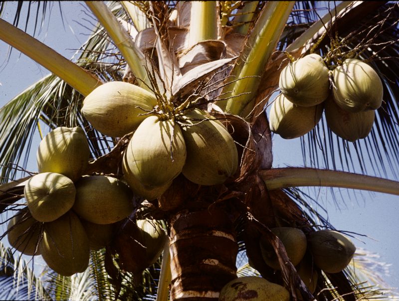 Arecaceae Cocos nucifera