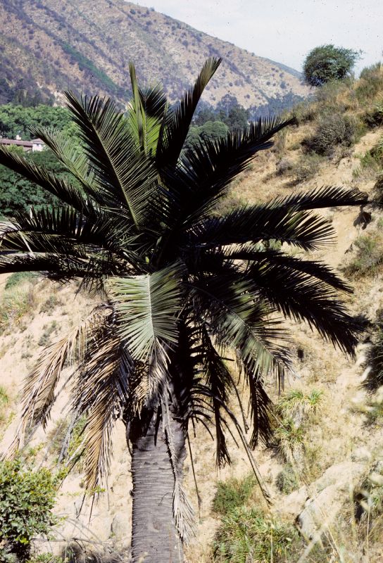 Arecaceae Jubaea chilensis