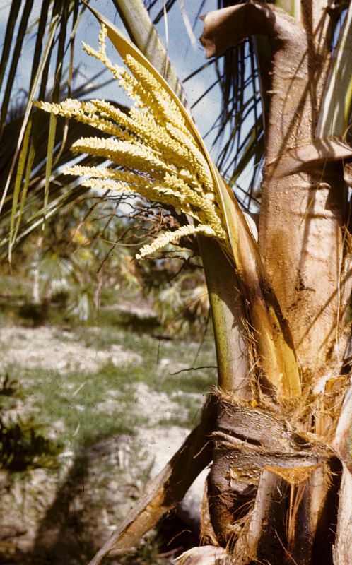 Arecaceae Cocos nucifera