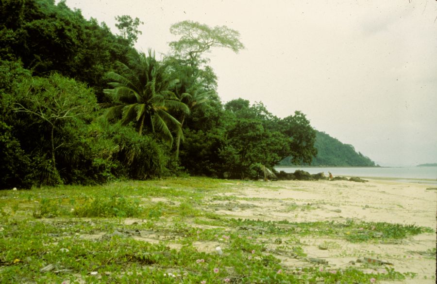 Arecaceae Cocos nucifera