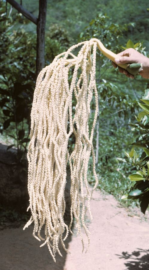 Arecaceae Deckenia nobilis