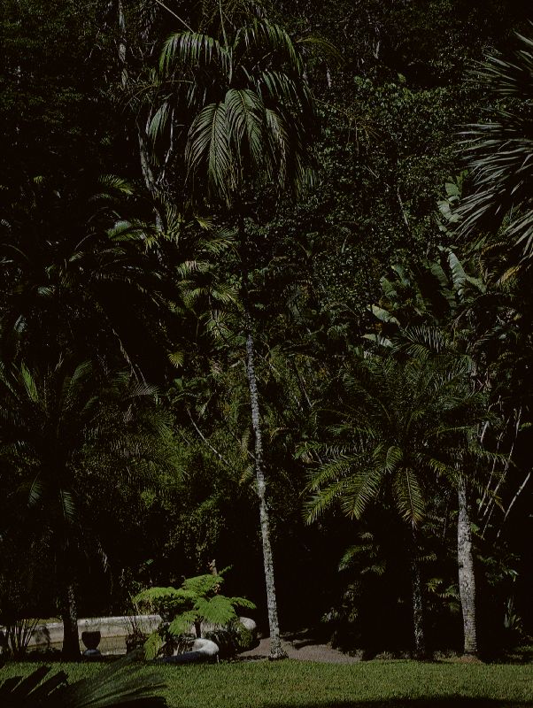 Arecaceae Nephrosperma vanhoutteanum