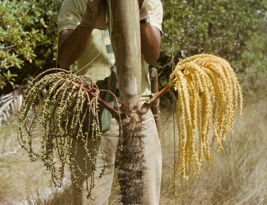 Arecaceae Oncosperma tigillarium