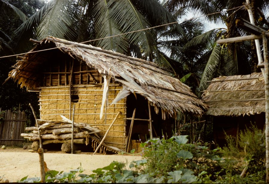 Arecaceae Sclerosperma mannii