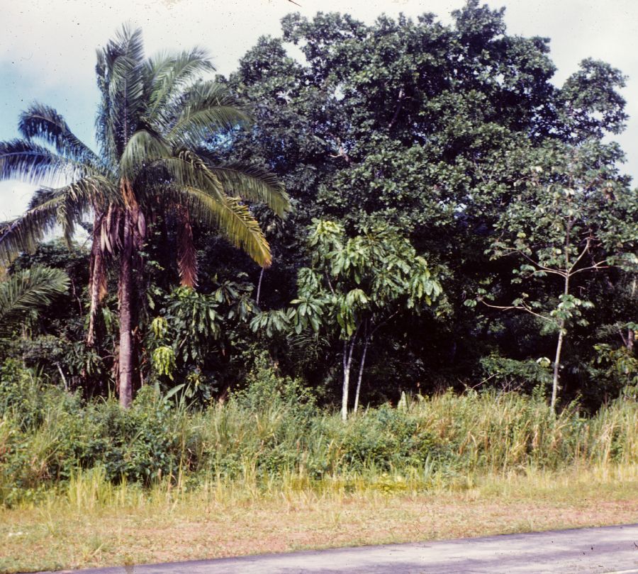 Arecaceae Scheelea zonensis