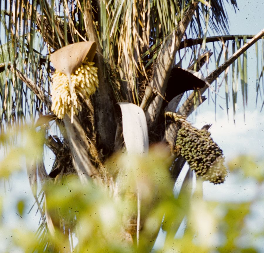 Arecaceae Scheelea liebmannii