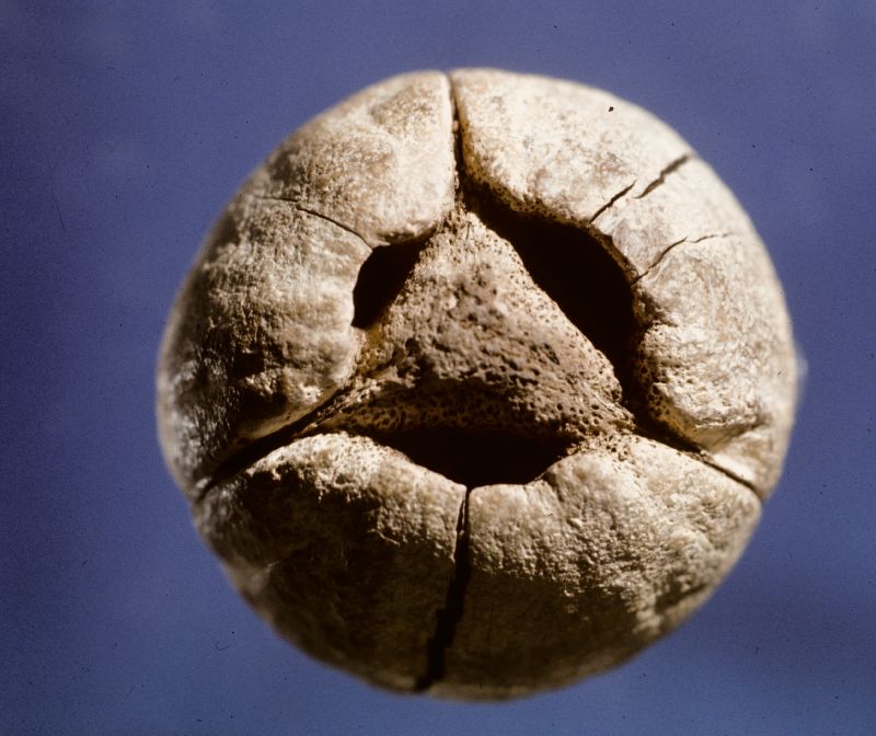 Arecaceae Attalea funifera