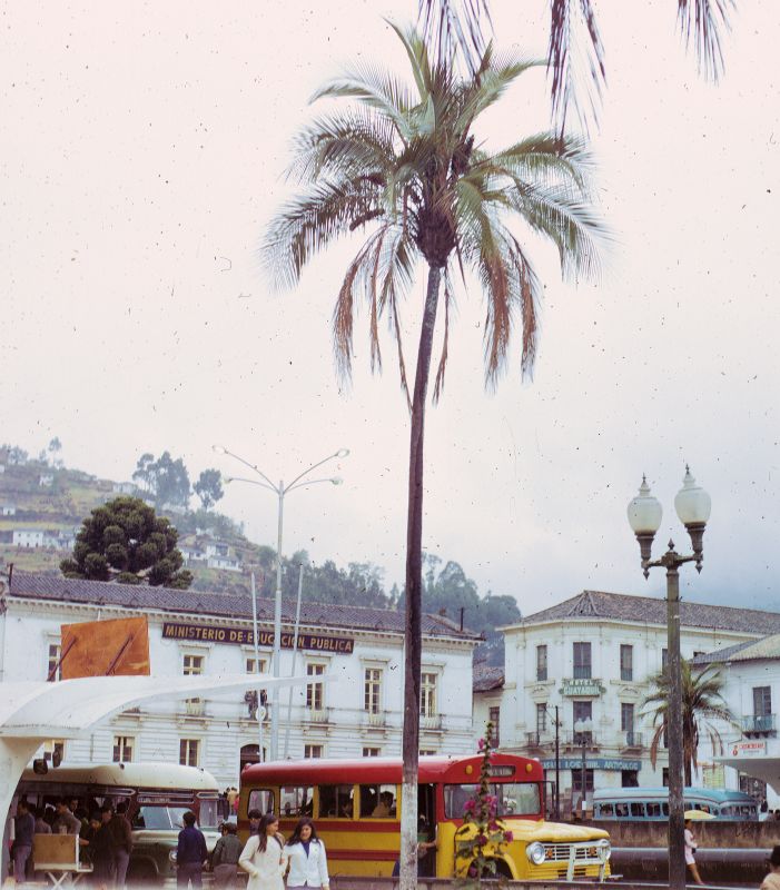 Arecaceae Parajubaea cocoides