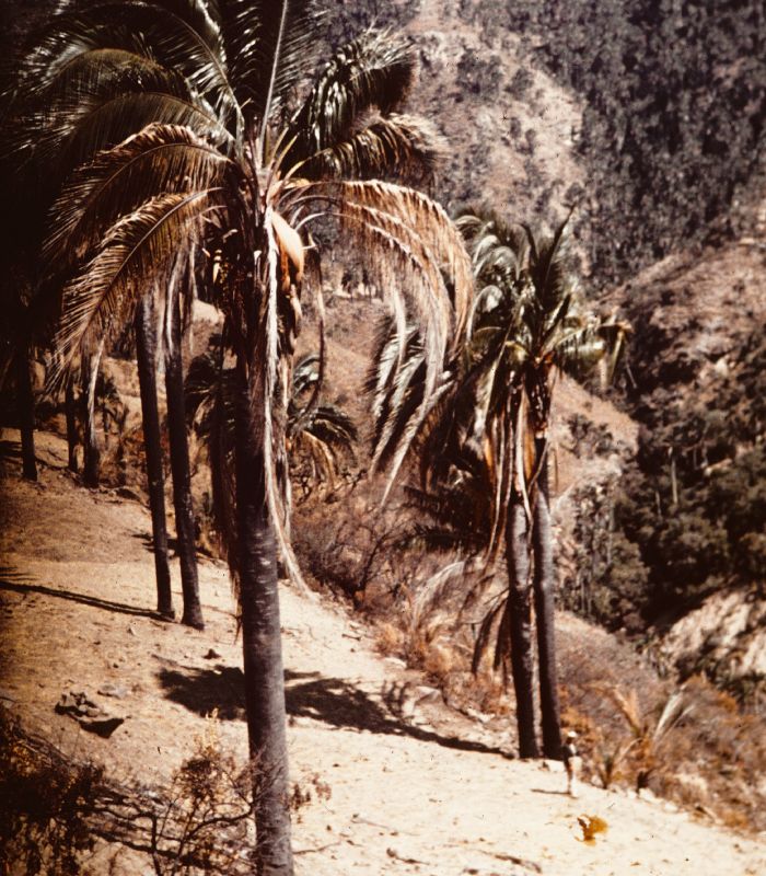 Arecaceae Parajubaea torallyi