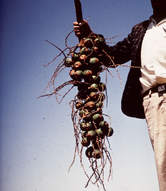 Arecaceae Parajubaea torallyi