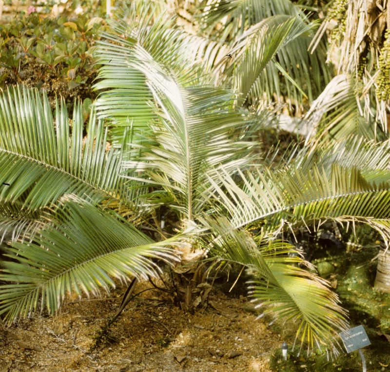 Arecaceae Lytocaryum 