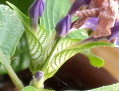 Acanthaceae Eranthemum nervosum