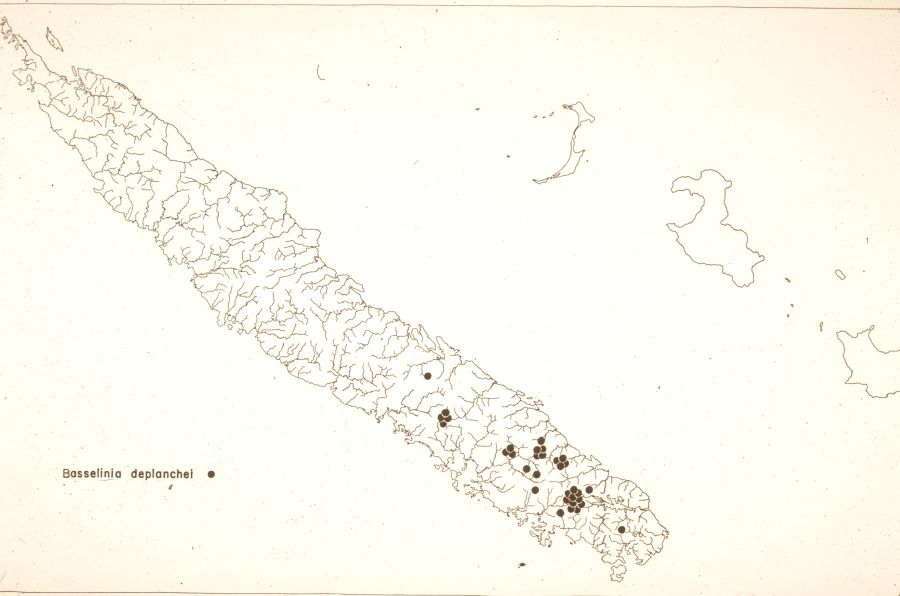 Arecaceae Basselinia deplanchei