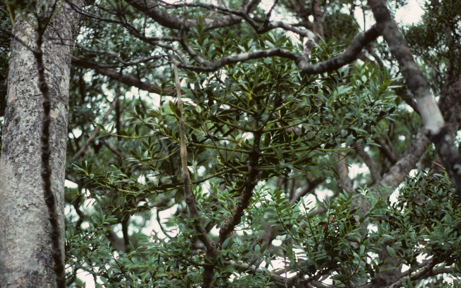 Araucariaceae Agathis 