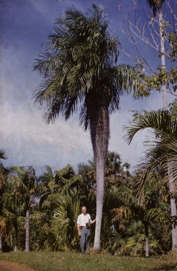 Arecaceae Gastrococos crispa