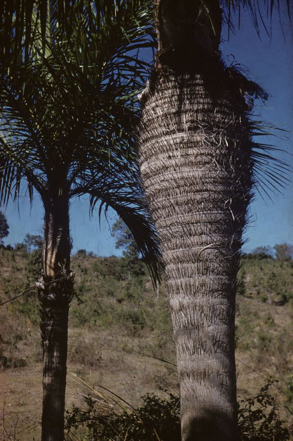 Arecaceae Gastrococos crispa