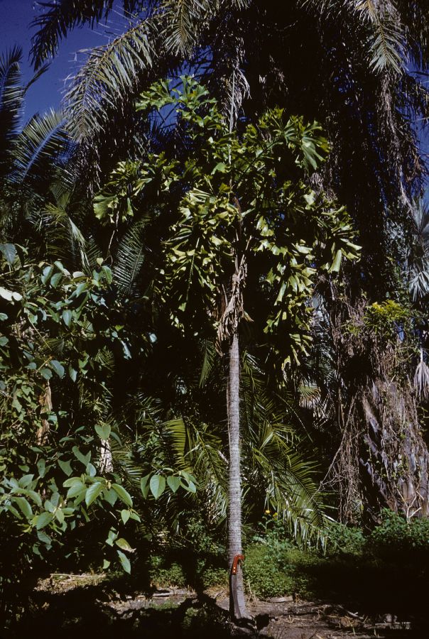 Arecaceae Aiphanes caryotifolia