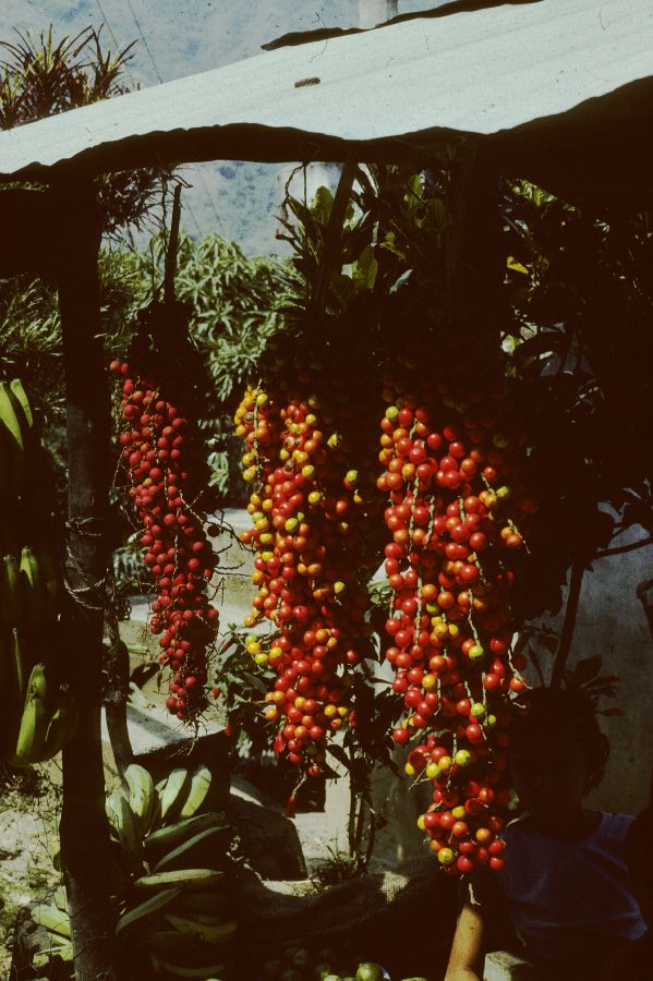 Arecaceae Aiphanes caryotifolia