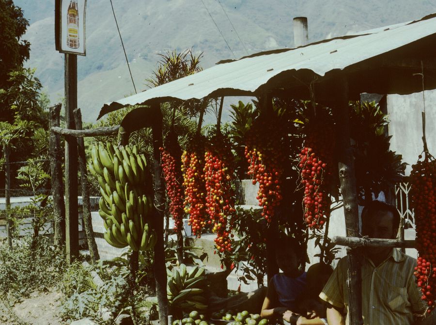 Arecaceae Aiphanes caryotifolia