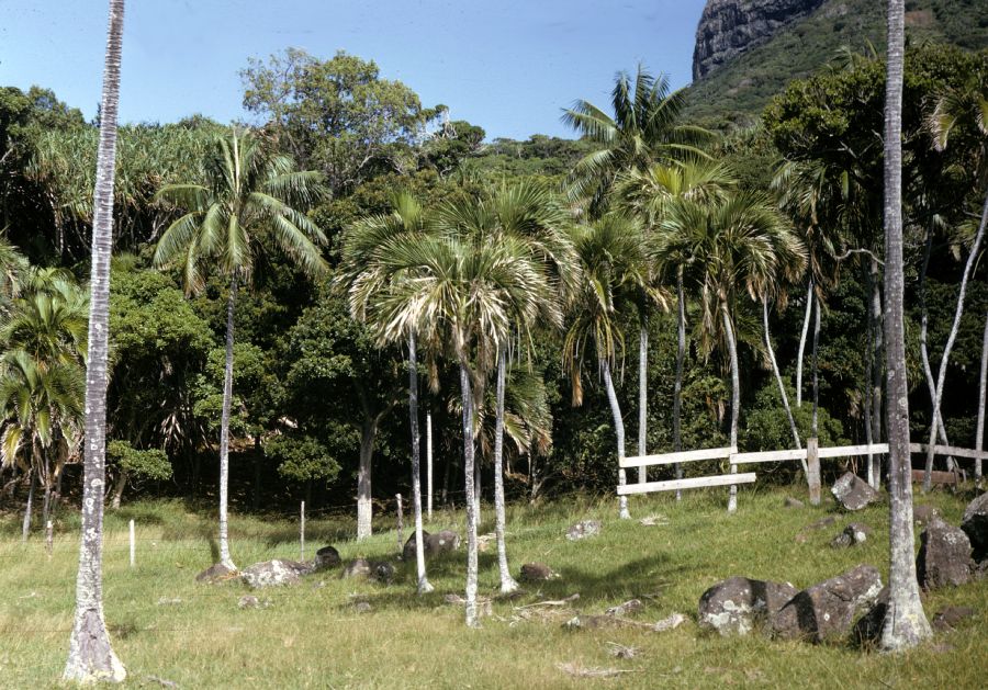 Arecaceae Howea forsteriana and H. belmorana