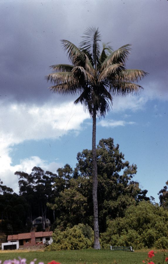 Arecaceae Howea 