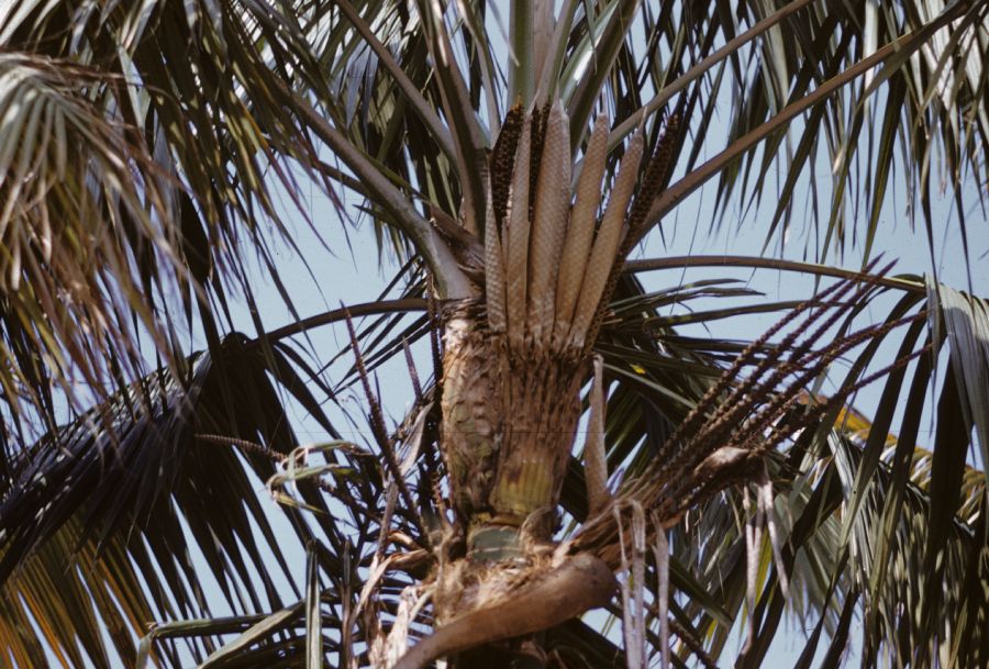 Arecaceae Howea 