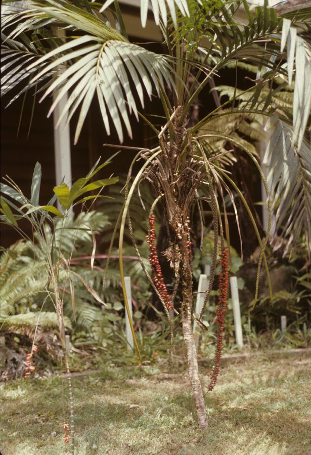 Arecaceae Laccospadix australasica and L. minor