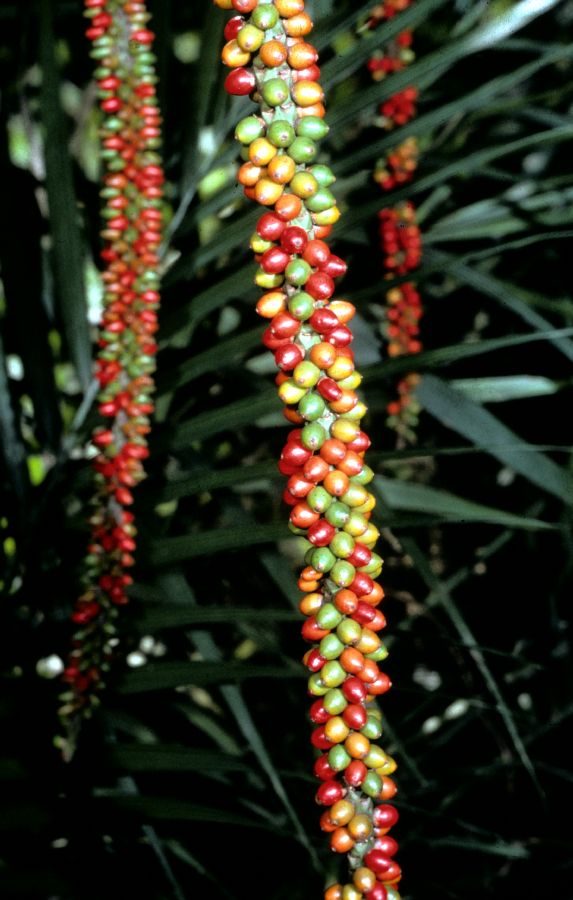 Arecaceae Laccospadix australasica