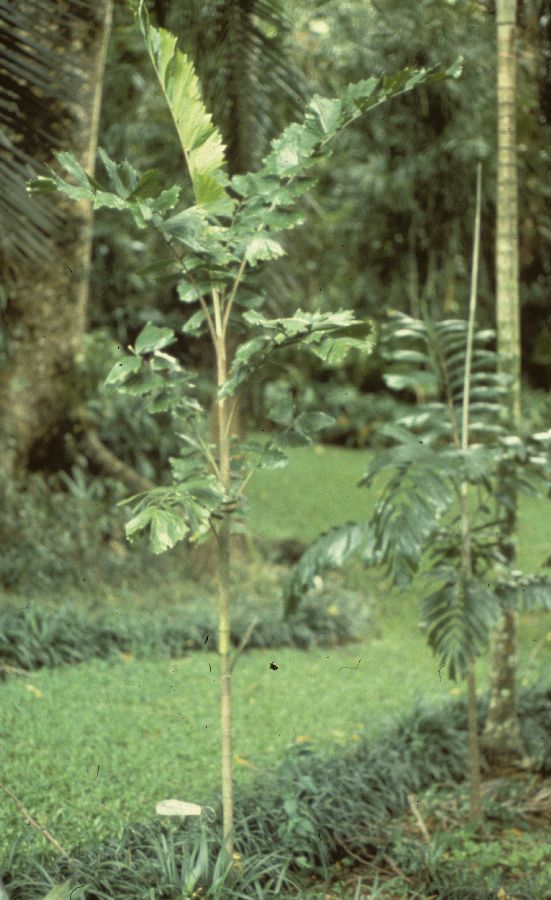 Arecaceae Balaka seemanii