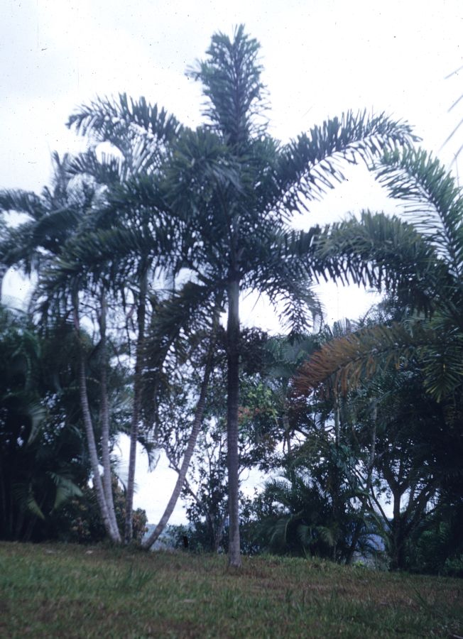 Arecaceae Normanbya normanbyi