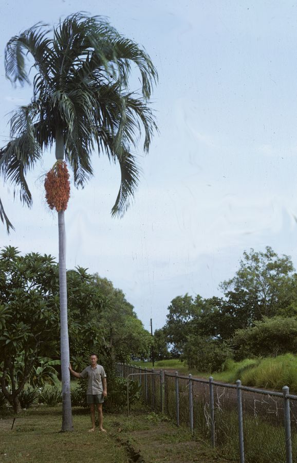 Arecaceae Carpentaria acuminata