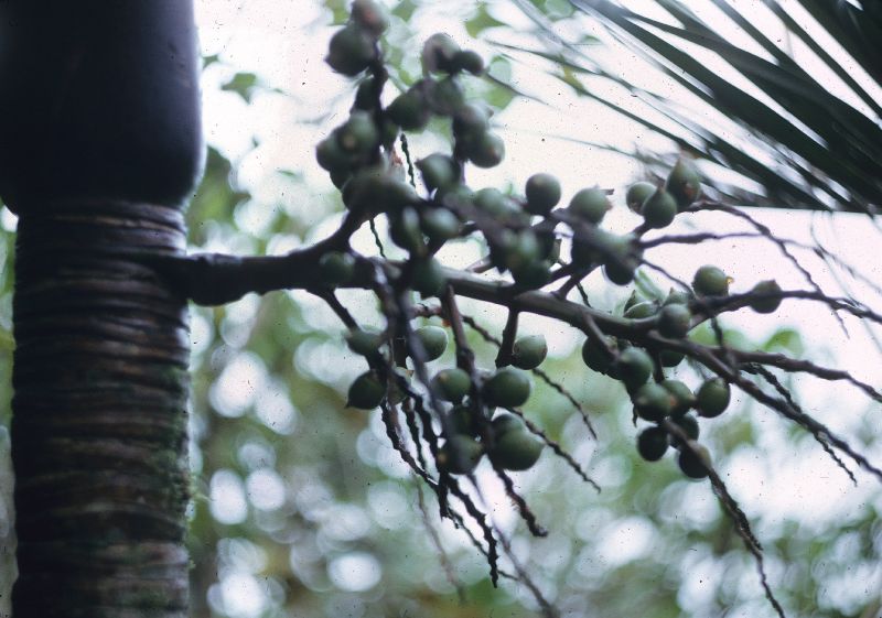 Arecaceae Loxococcus rupicola