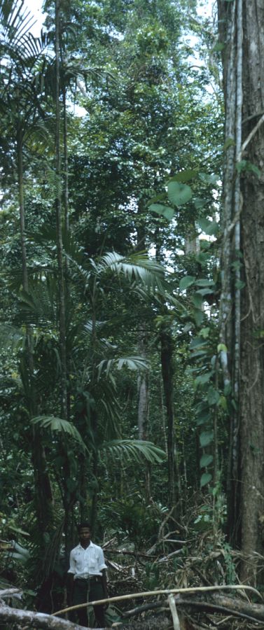 Arecaceae Hydriastele 