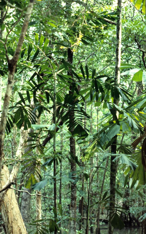 Arecaceae Hydriastele wendlandiana