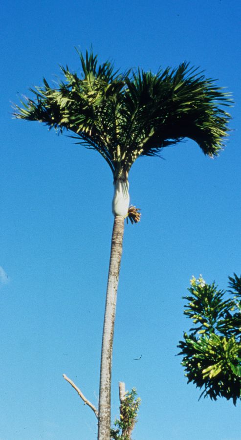 Arecaceae Gulubia cylindrocarpa