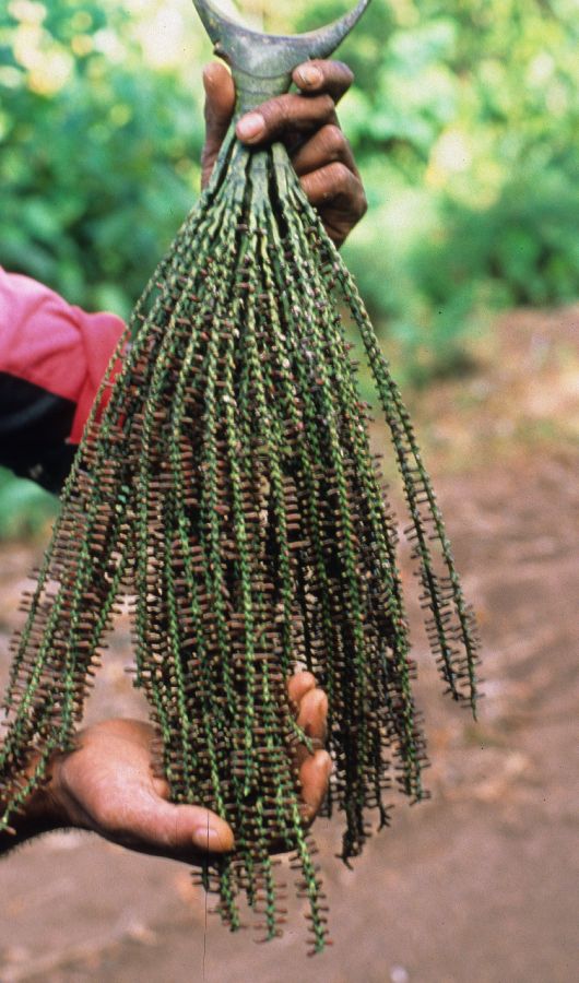 Arecaceae Gulubia cylindrocarpa