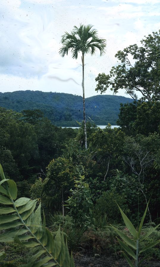 Arecaceae Gulubia hombronii