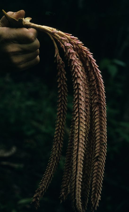 Arecaceae Gulubia hombronii