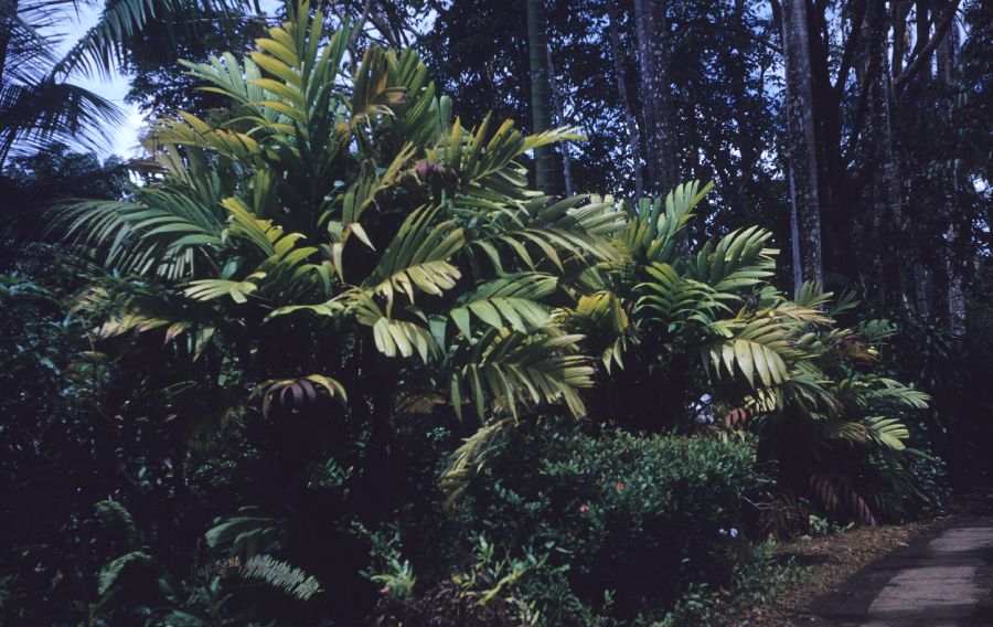 Arecaceae Pinanga kuhlii