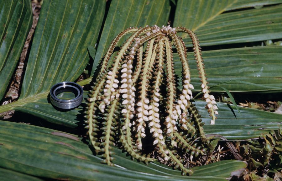 Arecaceae Pinanga kuhlii