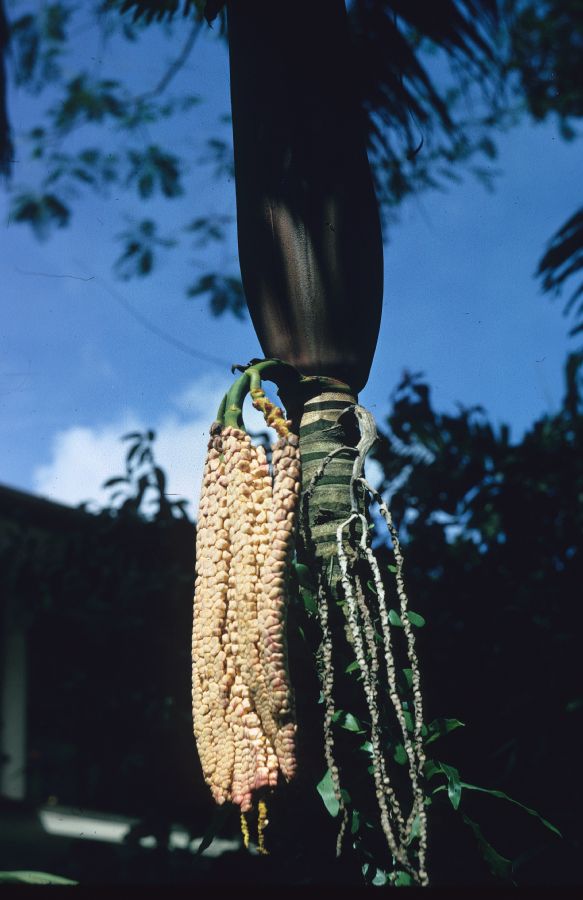 Arecaceae Pinanga 