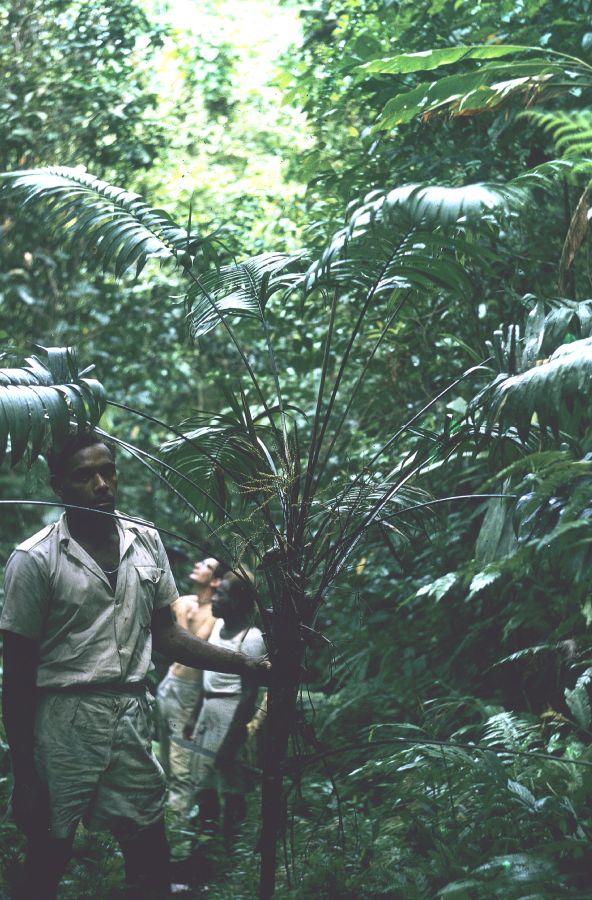 Arecaceae Heterospathe woodfordiana