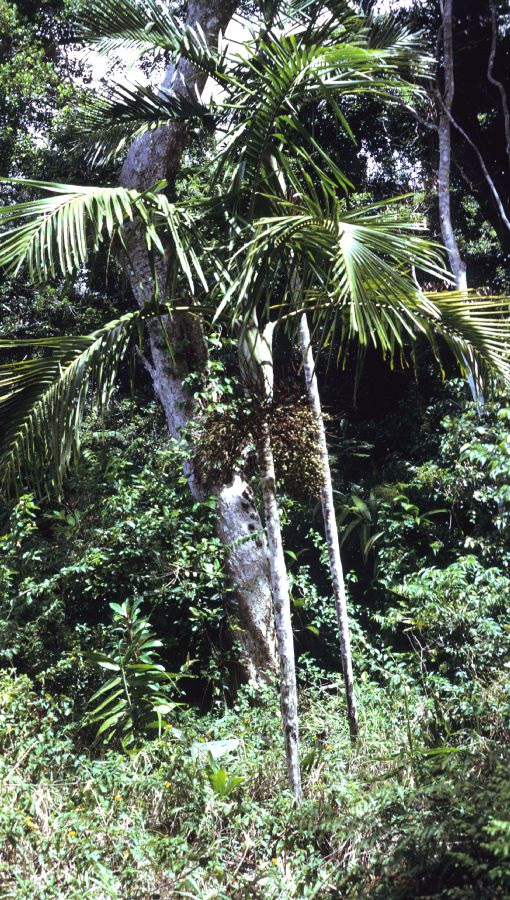 Arecaceae Clinosperma bracteale