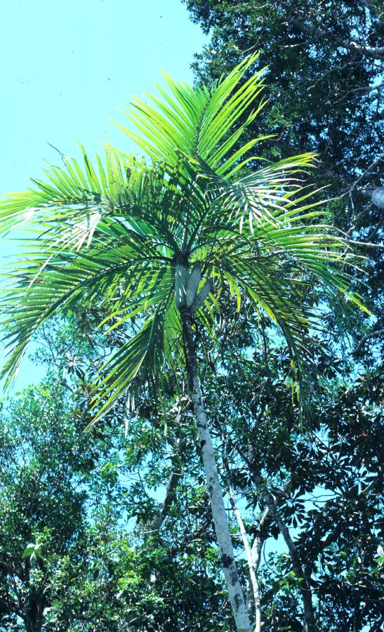 Arecaceae Cyphokentia macrostachya