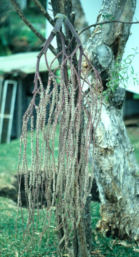 Arecaceae Cyphokentia macrostachya