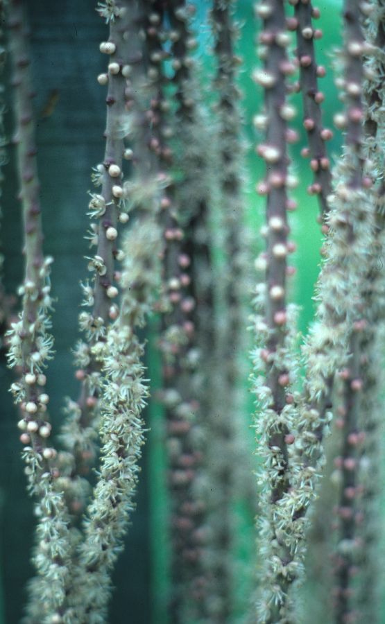 Arecaceae Cyphokentia macrostachya