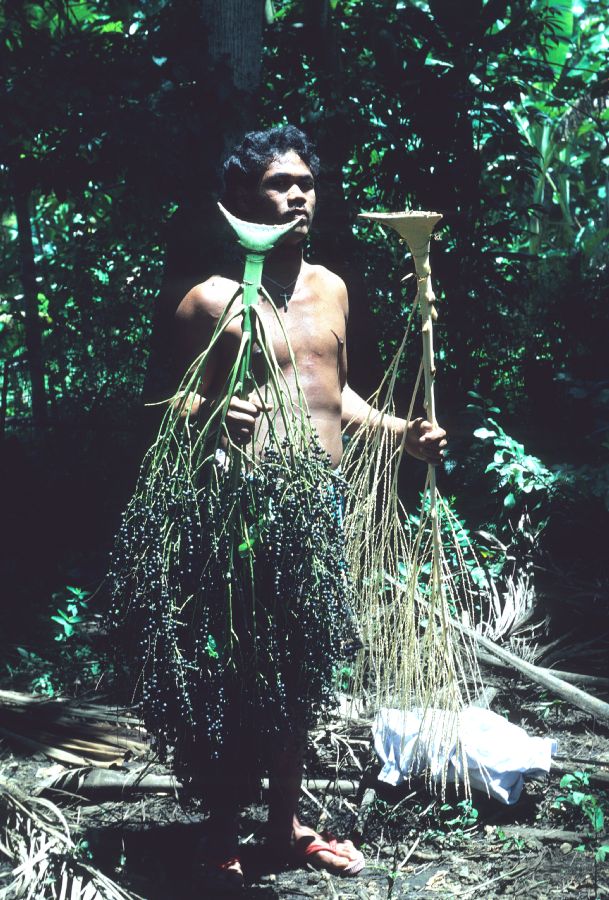 Arecaceae Clinostigma samoense