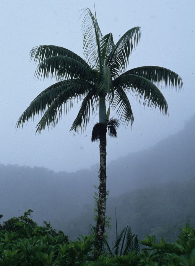 Arecaceae Clinostigma exorrhizum