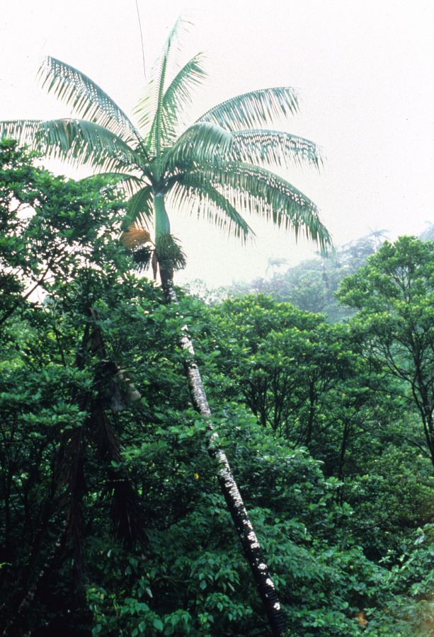 Arecaceae Clinostigma exorrhizum